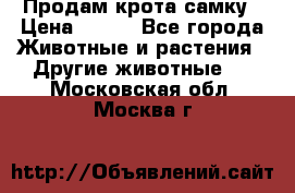 Продам крота самку › Цена ­ 200 - Все города Животные и растения » Другие животные   . Московская обл.,Москва г.